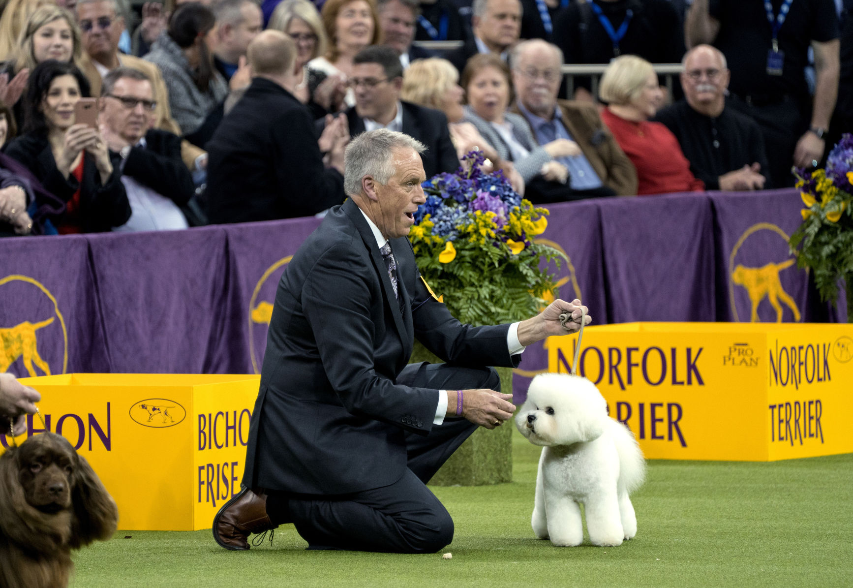 Westminster Dog Show